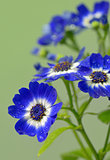 Blue and white cineraria flowers
