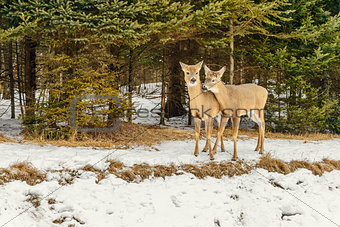 Deers in the winter (Omega Park of Quebec)