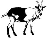 Goat from Side View