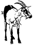 Goat from Front View