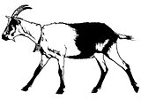 Goat from Profile View