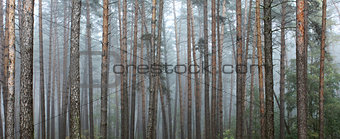 Pine forest. Beautiful panorama.