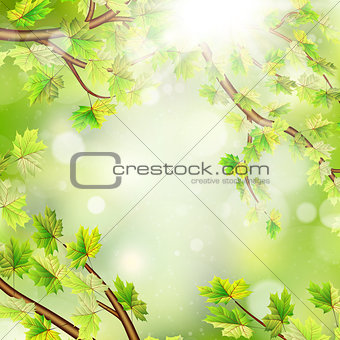 Season branches with fresh green leaves. EPS 10