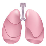 Healthy human lungs. Respiratory system. Lung, larynx and trachea of healthy person