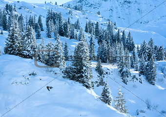 Winter mountain slope with firs.