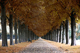 Autumn landscape, Herrenhauser Allee in Hannover, Germany