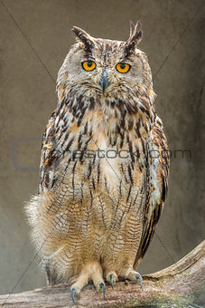 Night owl bird