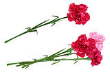 Red clove. Bouquet of carnations. Set carnation flowers