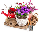Garden flowers crocus in wicker basket