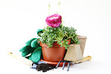 Gardening concept - buttercup flower in a pot and garden tools