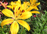 Beautiful yellow lilies on flowerbed