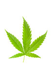 Cannabis leaf isolated.