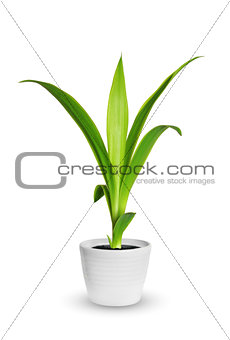 Houseplant - yang sprout of Yucca a potted plant isolated over w