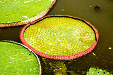 Lotus, water lilies, Victoria Amazonia