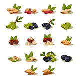 Olives and Nuts, Vector Illustration Modern Design Set