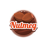 Nutmeg Spice. Vector Illustration.
