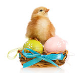 Little chicken in nest with Easter eggs