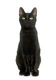 black young cat
