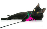 black young cat playing