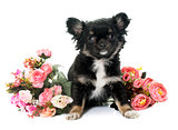 puppy chihuahua and flowers