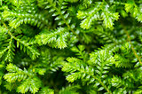 Selaginella kraussiana green small plant