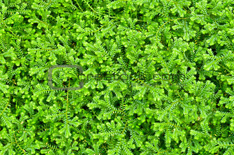 Selaginella kraussiana green small plant