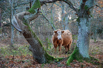 Brown cow framed by old tree trunks
