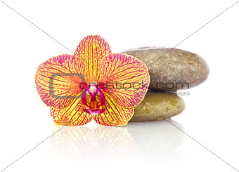 Striped flower of orchid with wet stones