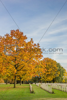Colorful tree at the canadian war graves in Groesbeek