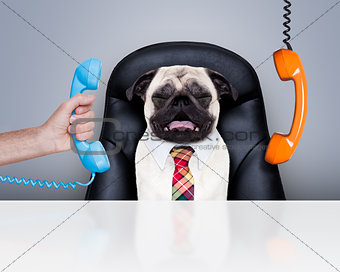 office worker boss dog 