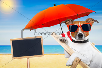 dog summer beach 