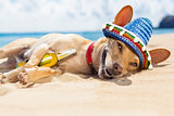 drunk  dog on the beach