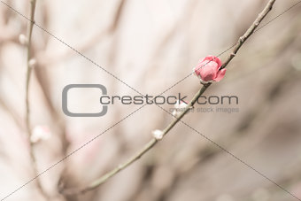 Sakura pink flower vintage color toned abstract nature background