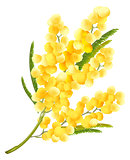 Yellow mimosa flower. Acacia flower symbol of Womens Day