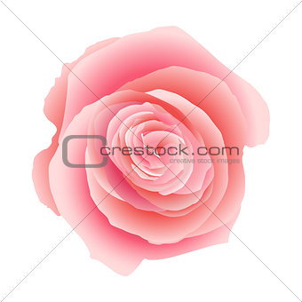 Pink rose isolated. EPS 10