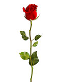 Valentines Day Sweet Red Roses. EPS 10