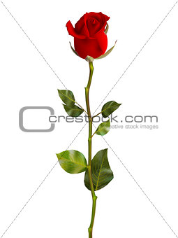 Valentines Day Sweet Red Roses. EPS 10
