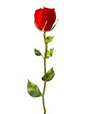 Single red rose isolated on white. EPS 10