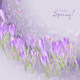 Floral frame with crocuses and  snowdrops. Purple background