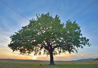 solitary oak tree 