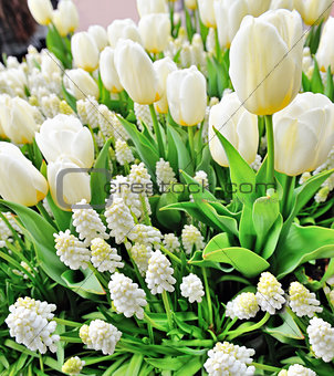 white tulips and muscari 