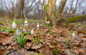 Snowdrops growing on a forest