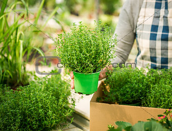 Choosing fresh herbs