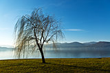 Solitary tree near the lake