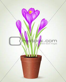 Violet crocus in flower pot