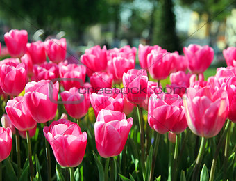 Beautiful bouquet of pink Tulips field