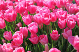 Beautiful bouquet of pink Tulips field