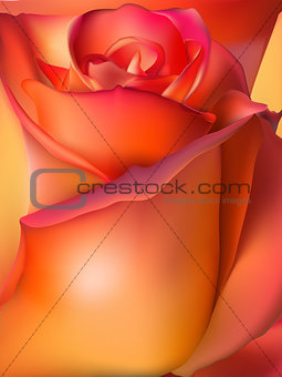 Orange rose macro. EPS 10