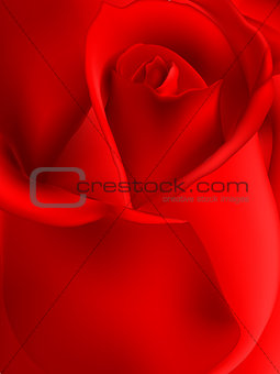 Red rose . EPS 10