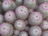 Group of flowering cactuses